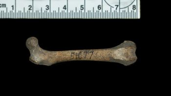 Media type: image;   Mammalogy 51077 Description: Anterior view of R femur;